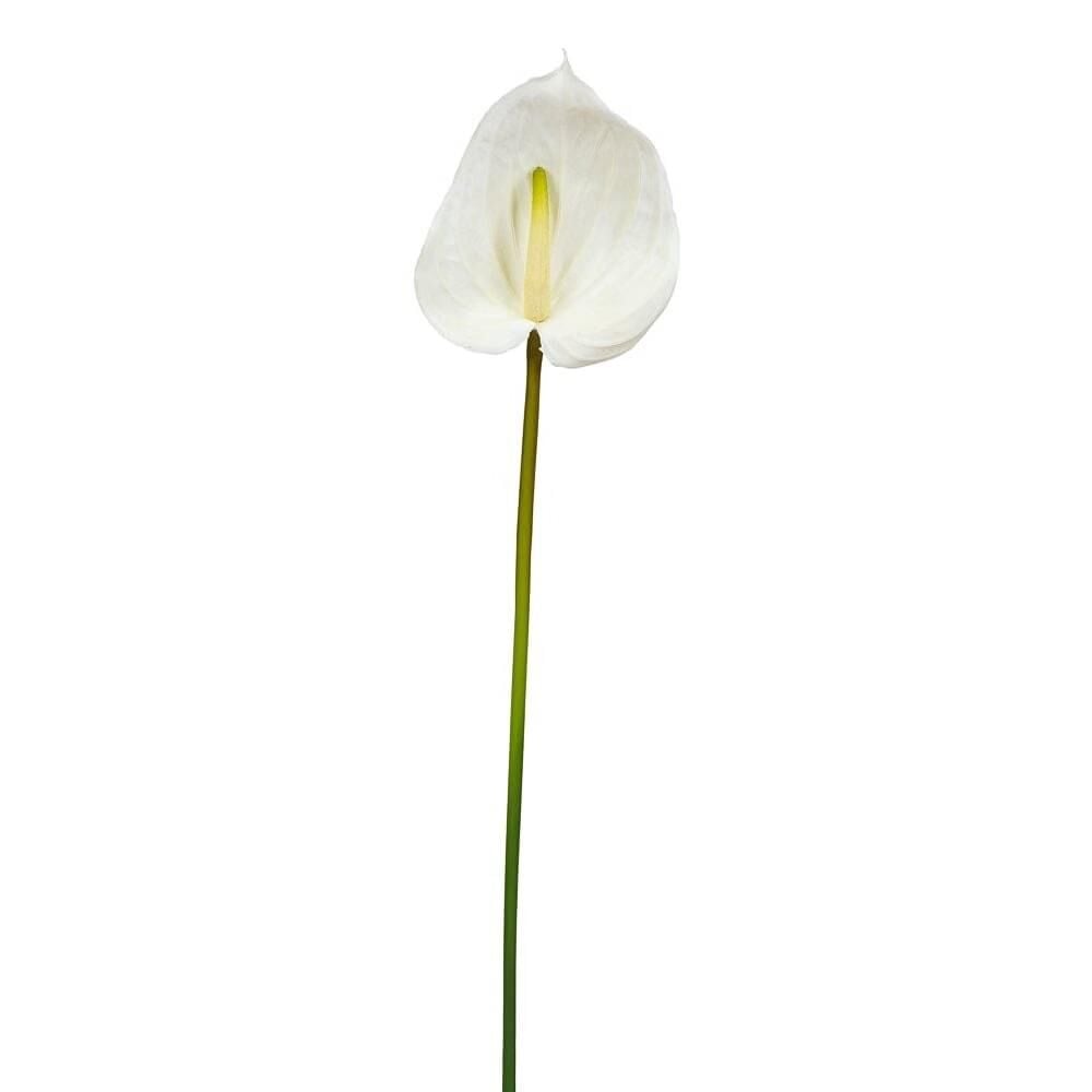 Antoryum Tek Dal 76 Cm (Krem)
