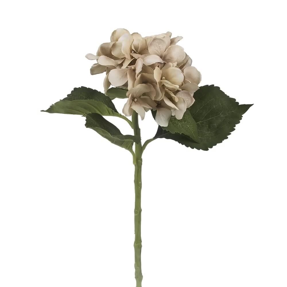 Tekdal Ortanca (Bej)