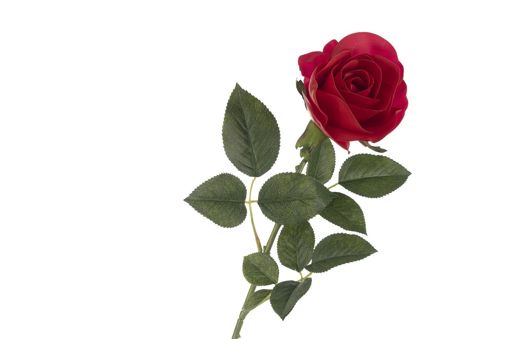 Kırmızı Gül 50 cm