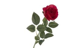 Kırmızı Gül 50 cm