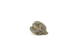 Botanic İstiridye Cam Dek 10x8cm
